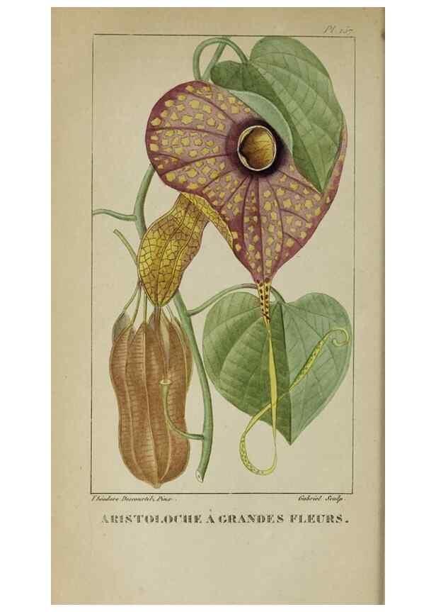 Reproducción/Reproduction 46446289284: Flore pittoresque et médicale des Antilles, ou, Histoire naturelle des plantes usuelles des colonies françaises, anglaises, espagnoles, et portugaises /. Paris :Ches l'Editeur,1833.. 