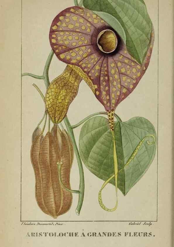 Reproducción/Reproduction 46446289284: Flore pittoresque et médicale des Antilles, ou, Histoire naturelle des plantes usuelles des colonies françaises, anglaises, espagnoles, et portugaises /. Paris :Ches l'Editeur,1833.. 