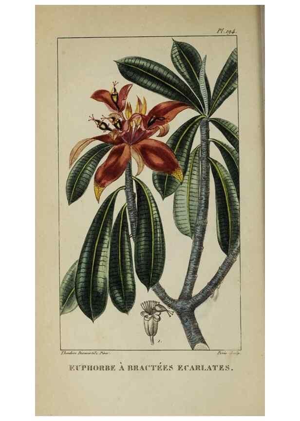 Reproducción/Reproduction 47117853622: Flore pittoresque et médicale des Antilles, ou, Histoire naturelle des plantes usuelles des colonies françaises, anglaises, espagnoles, et portugaises /. Paris :Ches l'Editeur,1833.. 
