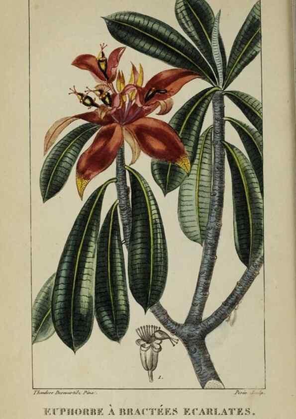 Reproducción/Reproduction 47117853622: Flore pittoresque et médicale des Antilles, ou, Histoire naturelle des plantes usuelles des colonies françaises, anglaises, espagnoles, et portugaises /. Paris :Ches l'Editeur,1833.. 