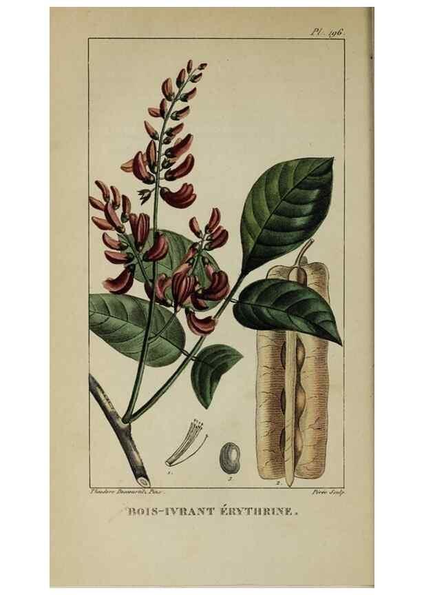 Reproducción/Reproduction 32228012157: Flore pittoresque et médicale des Antilles, ou, Histoire naturelle des plantes usuelles des colonies françaises, anglaises, espagnoles, et portugaises /. Paris :Ches l'Editeur,1833.. 