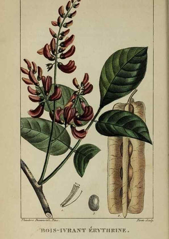 Reproducción/Reproduction 32228012157: Flore pittoresque et médicale des Antilles, ou, Histoire naturelle des plantes usuelles des colonies françaises, anglaises, espagnoles, et portugaises /. Paris :Ches l'Editeur,1833.. 