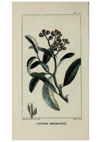 Reproducción/Reproduction 46446357684: Flore pittoresque et médicale des Antilles, ou, Histoire naturelle des plantes usuelles des colonies françaises, anglaises, espagnoles, et portugaises /. Paris :Ches l'Editeur,1833.. 