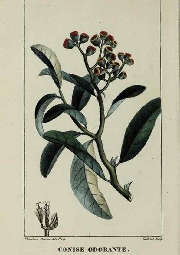 Reproducción/Reproduction 46446357684: Flore pittoresque et médicale des Antilles, ou, Histoire naturelle des plantes usuelles des colonies françaises, anglaises, espagnoles, et portugaises /. Paris :Ches l'Editeur,1833.. 