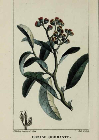 Reproducción/Reproduction 46446357684: Flore pittoresque et médicale des Antilles, ou, Histoire naturelle des plantes usuelles des colonies françaises, anglaises, espagnoles, et portugaises /. Paris :Ches l'Editeur,1833.. 