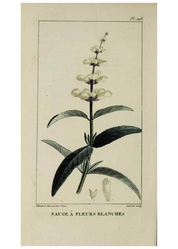 Reproducción/Reproduction 47117883152: Flore pittoresque et médicale des Antilles, ou, Histoire naturelle des plantes usuelles des colonies françaises, anglaises, espagnoles, et portugaises /. Paris :Ches l'Editeur,1833.. 