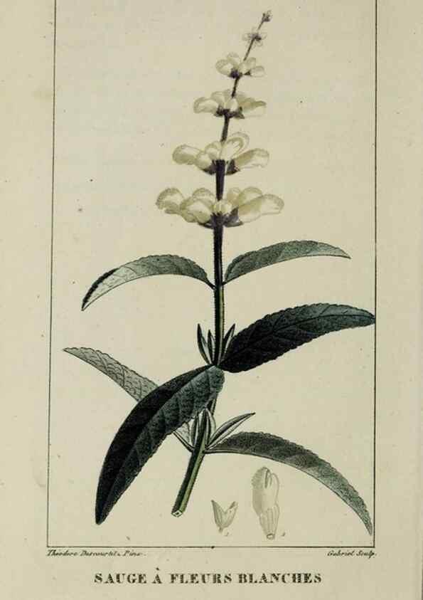 Reproducción/Reproduction 47117883152: Flore pittoresque et médicale des Antilles, ou, Histoire naturelle des plantes usuelles des colonies françaises, anglaises, espagnoles, et portugaises /. Paris :Ches l'Editeur,1833.. 