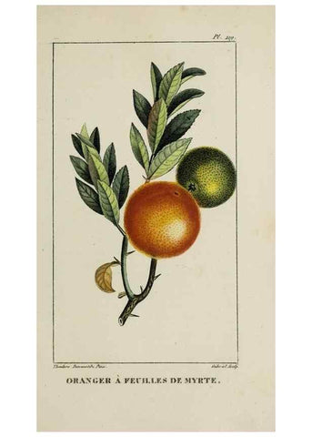 Reproducción/Reproduction 47169877141: Flore pittoresque et médicale des Antilles, ou, Histoire naturelle des plantes usuelles des colonies françaises, anglaises, espagnoles, et portugaises /. Paris :Ches l'Editeur,1833.. 