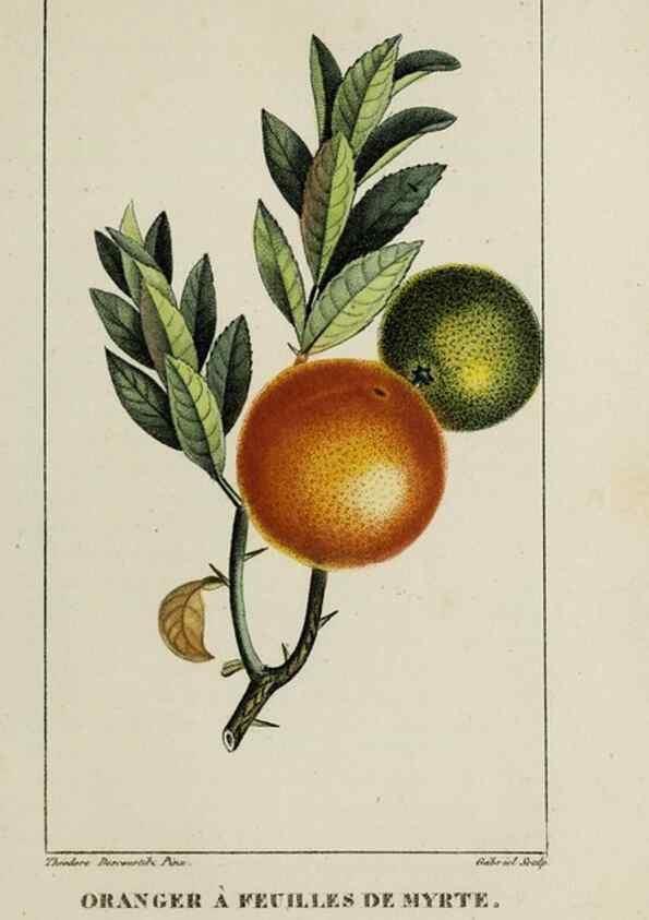 Reproducción/Reproduction 47169877141: Flore pittoresque et médicale des Antilles, ou, Histoire naturelle des plantes usuelles des colonies françaises, anglaises, espagnoles, et portugaises /. Paris :Ches l'Editeur,1833.. 