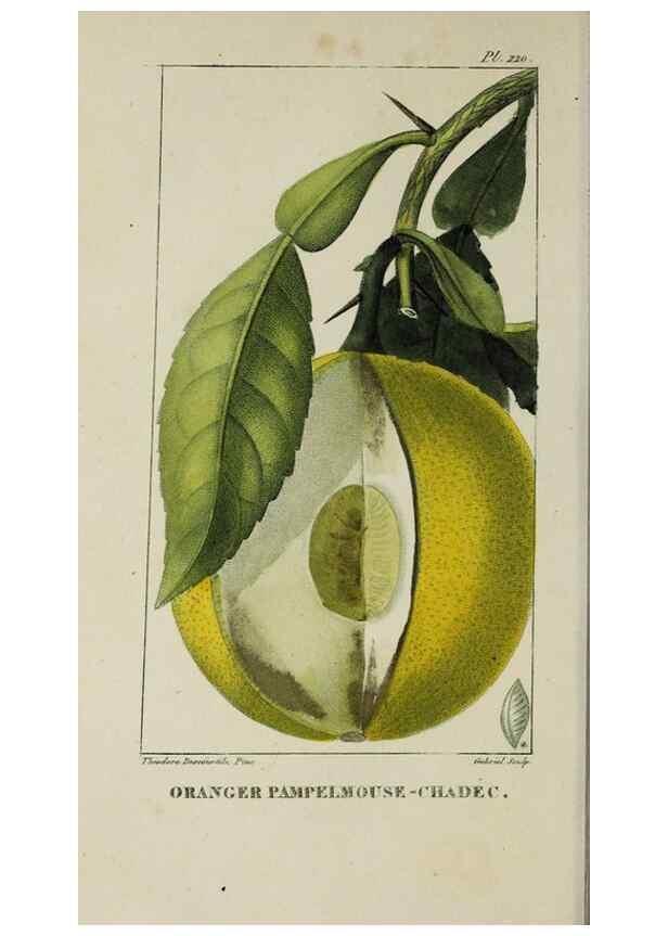Reproducción/Reproduction 32228048767: Flore pittoresque et médicale des Antilles, ou, Histoire naturelle des plantes usuelles des colonies françaises, anglaises, espagnoles, et portugaises /. Paris :Ches l'Editeur,1833.. 
