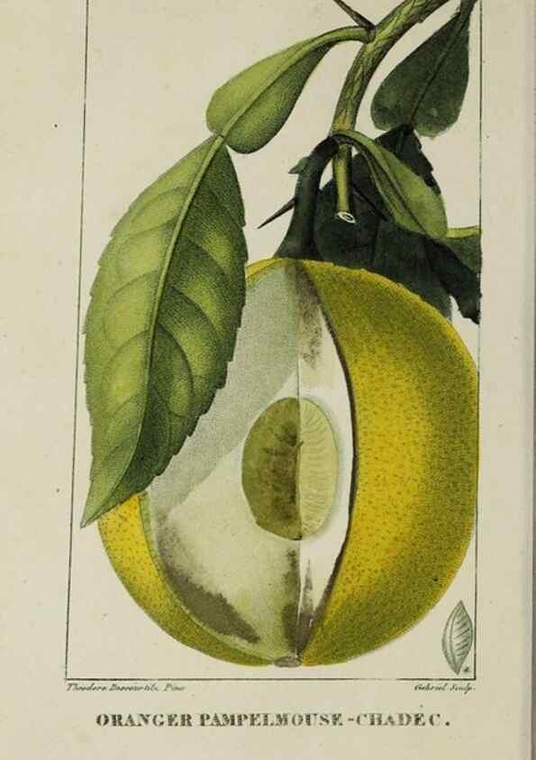 Reproducción/Reproduction 32228048767: Flore pittoresque et médicale des Antilles, ou, Histoire naturelle des plantes usuelles des colonies françaises, anglaises, espagnoles, et portugaises /. Paris :Ches l'Editeur,1833.. 