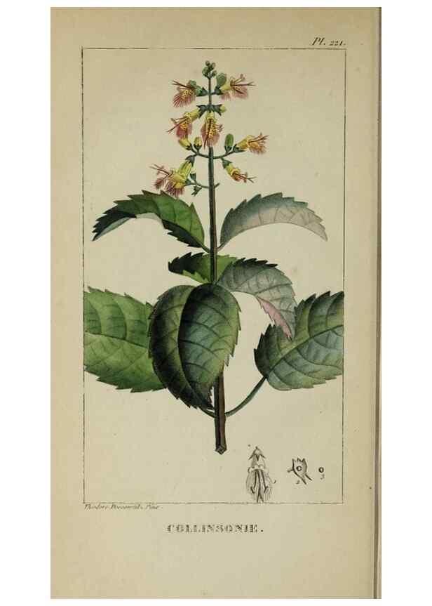 Reproducción/Reproduction 47169878911: Flore pittoresque et médicale des Antilles, ou, Histoire naturelle des plantes usuelles des colonies françaises, anglaises, espagnoles, et portugaises /. Paris :Ches l'Editeur,1833.. 