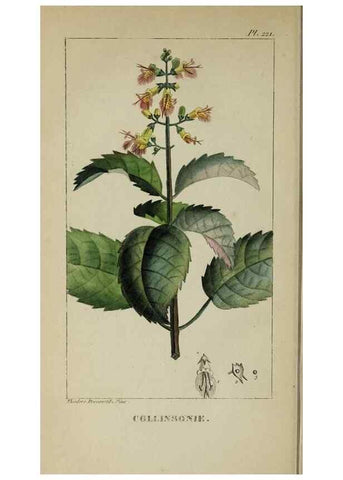Reproducción/Reproduction 47169878911: Flore pittoresque et médicale des Antilles, ou, Histoire naturelle des plantes usuelles des colonies françaises, anglaises, espagnoles, et portugaises /. Paris :Ches l'Editeur,1833.. 