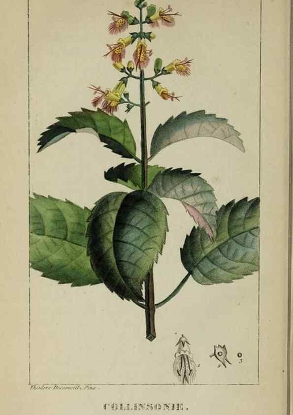 Reproducción/Reproduction 47169878911: Flore pittoresque et médicale des Antilles, ou, Histoire naturelle des plantes usuelles des colonies françaises, anglaises, espagnoles, et portugaises /. Paris :Ches l'Editeur,1833.. 