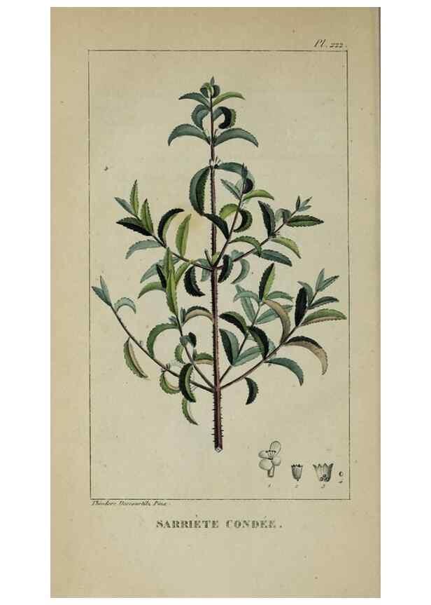Reproducción/Reproduction 33294661708: Flore pittoresque et médicale des Antilles, ou, Histoire naturelle des plantes usuelles des colonies françaises, anglaises, espagnoles, et portugaises /. Paris :Ches l'Editeur,1833.. 