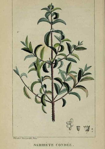 Reproducción/Reproduction 33294661708: Flore pittoresque et médicale des Antilles, ou, Histoire naturelle des plantes usuelles des colonies françaises, anglaises, espagnoles, et portugaises /. Paris :Ches l'Editeur,1833.. 