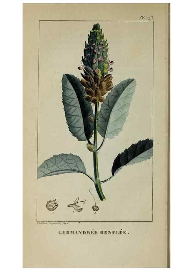 Reproducción/Reproduction 32228052107: Flore pittoresque et médicale des Antilles, ou, Histoire naturelle des plantes usuelles des colonies françaises, anglaises, espagnoles, et portugaises /. Paris :Ches l'Editeur,1833.. 
