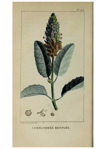 Reproducción/Reproduction 32228052107: Flore pittoresque et médicale des Antilles, ou, Histoire naturelle des plantes usuelles des colonies françaises, anglaises, espagnoles, et portugaises /. Paris :Ches l'Editeur,1833.. 