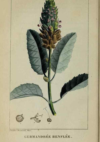 Reproducción/Reproduction 32228052107: Flore pittoresque et médicale des Antilles, ou, Histoire naturelle des plantes usuelles des colonies françaises, anglaises, espagnoles, et portugaises /. Paris :Ches l'Editeur,1833.. 