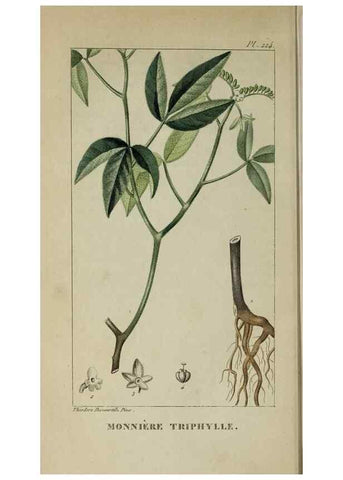 Reproducción/Reproduction 33294663518: Flore pittoresque et médicale des Antilles, ou, Histoire naturelle des plantes usuelles des colonies françaises, anglaises, espagnoles, et portugaises /. Paris :Ches l'Editeur,1833.. 