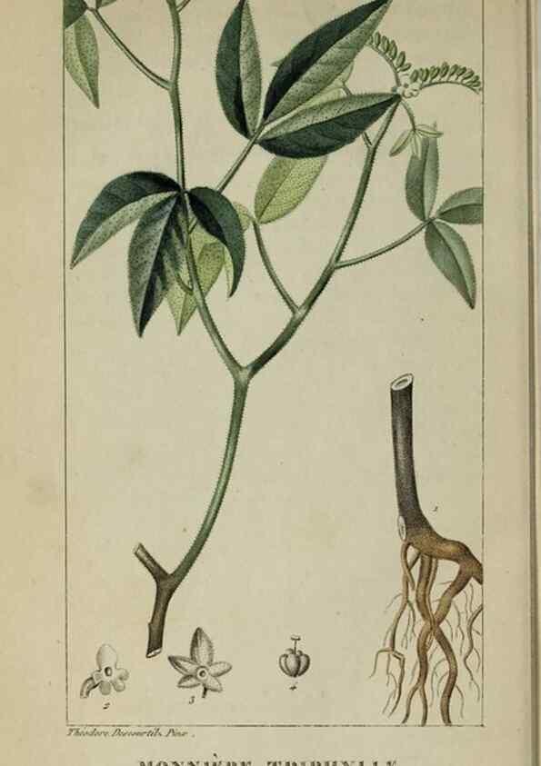 Reproducción/Reproduction 33294663518: Flore pittoresque et médicale des Antilles, ou, Histoire naturelle des plantes usuelles des colonies françaises, anglaises, espagnoles, et portugaises /. Paris :Ches l'Editeur,1833.. 
