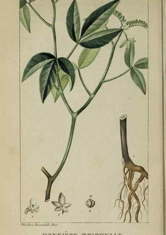 Reproducción/Reproduction 33294663518: Flore pittoresque et médicale des Antilles, ou, Histoire naturelle des plantes usuelles des colonies françaises, anglaises, espagnoles, et portugaises /. Paris :Ches l'Editeur,1833.. 