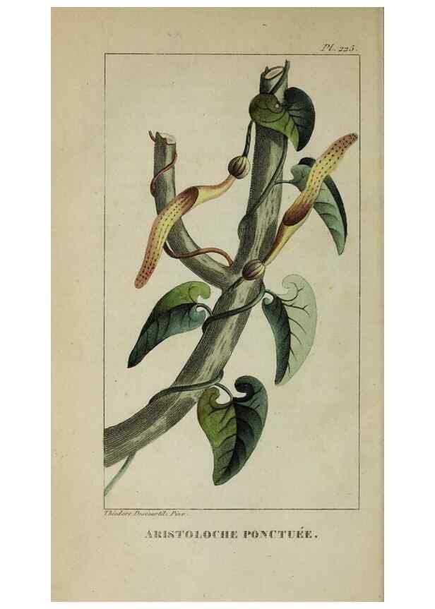 Reproducción/Reproduction 47117890472: Flore pittoresque et médicale des Antilles, ou, Histoire naturelle des plantes usuelles des colonies françaises, anglaises, espagnoles, et portugaises /. Paris :Ches l'Editeur,1833.. 