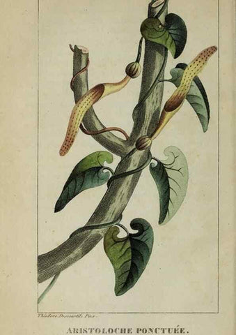 Reproducción/Reproduction 47117890472: Flore pittoresque et médicale des Antilles, ou, Histoire naturelle des plantes usuelles des colonies françaises, anglaises, espagnoles, et portugaises /. Paris :Ches l'Editeur,1833.. 