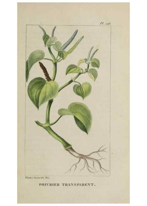 Reproducción/Reproduction 47169883851: Flore pittoresque et médicale des Antilles, ou, Histoire naturelle des plantes usuelles des colonies françaises, anglaises, espagnoles, et portugaises /. Paris :Ches l'Editeur,1833.. 
