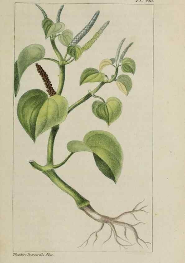 Reproducción/Reproduction 47169883851: Flore pittoresque et médicale des Antilles, ou, Histoire naturelle des plantes usuelles des colonies françaises, anglaises, espagnoles, et portugaises /. Paris :Ches l'Editeur,1833.. 