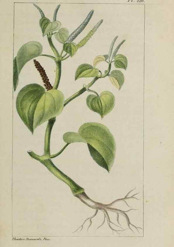 Reproducción/Reproduction 47169883851: Flore pittoresque et médicale des Antilles, ou, Histoire naturelle des plantes usuelles des colonies françaises, anglaises, espagnoles, et portugaises /. Paris :Ches l'Editeur,1833.. 