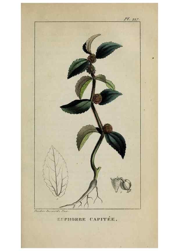 Reproducción/Reproduction 47169884871: Flore pittoresque et médicale des Antilles, ou, Histoire naturelle des plantes usuelles des colonies françaises, anglaises, espagnoles, et portugaises /. Paris :Ches l'Editeur,1833.. 