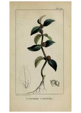 Reproducción/Reproduction 47169884871: Flore pittoresque et médicale des Antilles, ou, Histoire naturelle des plantes usuelles des colonies françaises, anglaises, espagnoles, et portugaises /. Paris :Ches l'Editeur,1833.. 