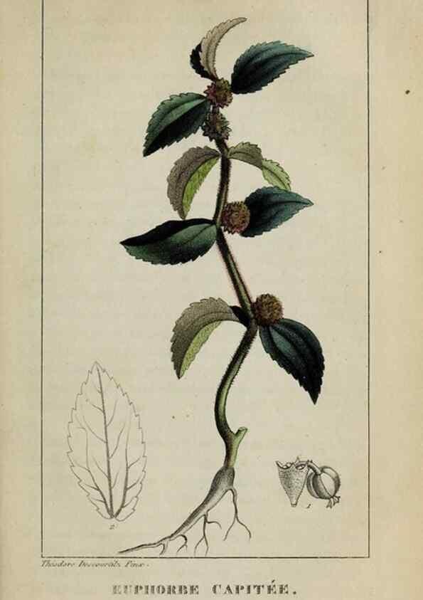 Reproducción/Reproduction 47169884871: Flore pittoresque et médicale des Antilles, ou, Histoire naturelle des plantes usuelles des colonies françaises, anglaises, espagnoles, et portugaises /. Paris :Ches l'Editeur,1833.. 