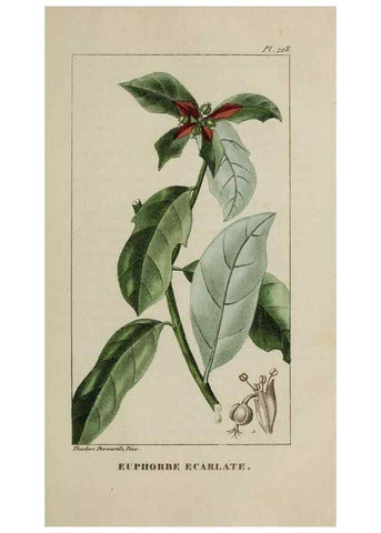 Reproducción/Reproduction 32228055347: Flore pittoresque et médicale des Antilles, ou, Histoire naturelle des plantes usuelles des colonies françaises, anglaises, espagnoles, et portugaises /. Paris :Ches l'Editeur,1833.. 