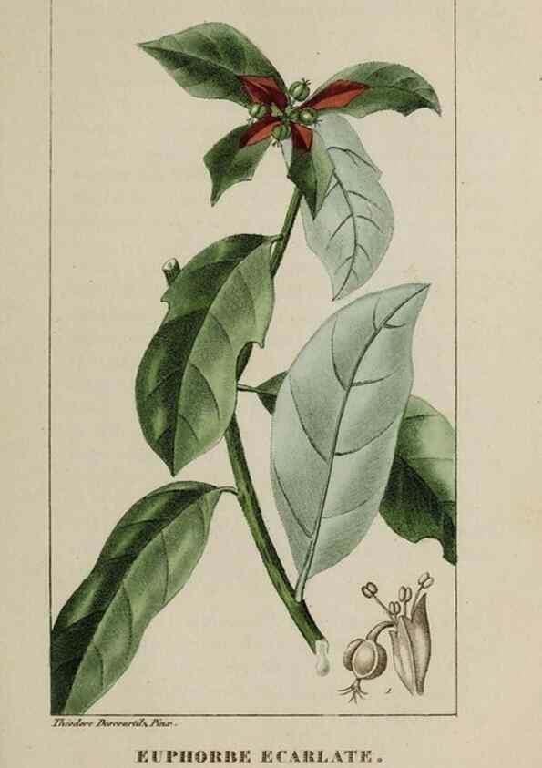 Reproducción/Reproduction 32228055347: Flore pittoresque et médicale des Antilles, ou, Histoire naturelle des plantes usuelles des colonies françaises, anglaises, espagnoles, et portugaises /. Paris :Ches l'Editeur,1833.. 