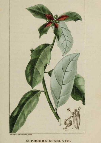 Reproducción/Reproduction 32228055347: Flore pittoresque et médicale des Antilles, ou, Histoire naturelle des plantes usuelles des colonies françaises, anglaises, espagnoles, et portugaises /. Paris :Ches l'Editeur,1833.. 