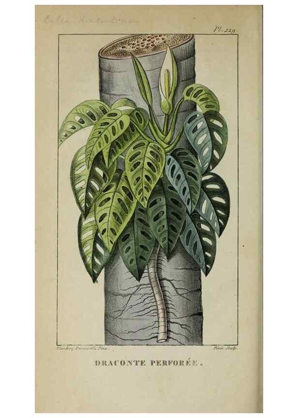 Reproducción/Reproduction 46446369534: Flore pittoresque et médicale des Antilles, ou, Histoire naturelle des plantes usuelles des colonies françaises, anglaises, espagnoles, et portugaises /. Paris :Ches l'Editeur,1833.. 