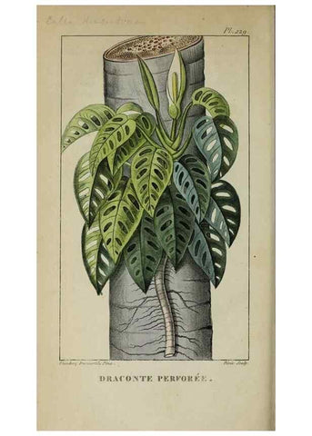 Reproducción/Reproduction 46446369534: Flore pittoresque et médicale des Antilles, ou, Histoire naturelle des plantes usuelles des colonies françaises, anglaises, espagnoles, et portugaises /. Paris :Ches l'Editeur,1833.. 