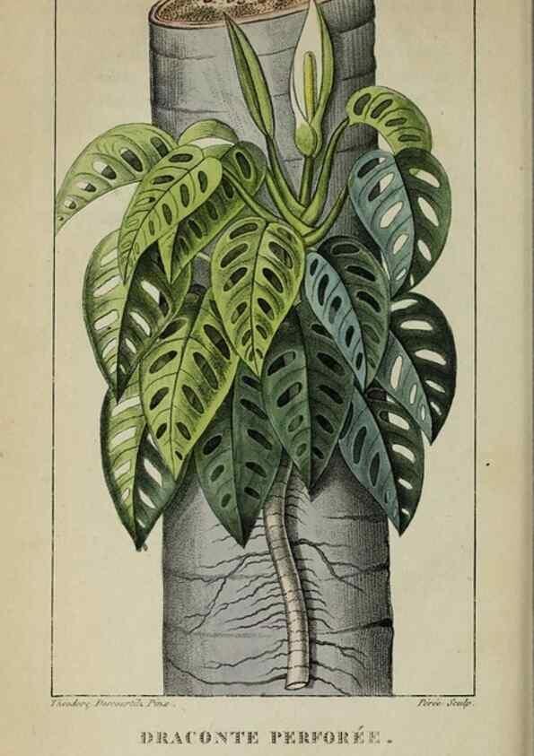 Reproducción/Reproduction 46446369534: Flore pittoresque et médicale des Antilles, ou, Histoire naturelle des plantes usuelles des colonies françaises, anglaises, espagnoles, et portugaises /. Paris :Ches l'Editeur,1833.. 