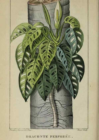 Reproducción/Reproduction 46446369534: Flore pittoresque et médicale des Antilles, ou, Histoire naturelle des plantes usuelles des colonies françaises, anglaises, espagnoles, et portugaises /. Paris :Ches l'Editeur,1833.. 