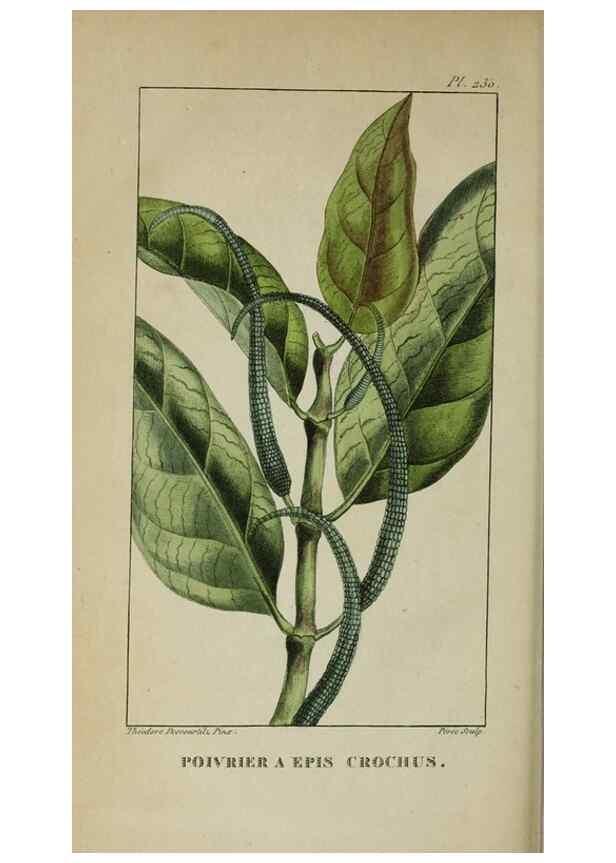 Reproducción/Reproduction 47169888461: Flore pittoresque et médicale des Antilles, ou, Histoire naturelle des plantes usuelles des colonies françaises, anglaises, espagnoles, et portugaises /. Paris :Ches l'Editeur,1833.. 