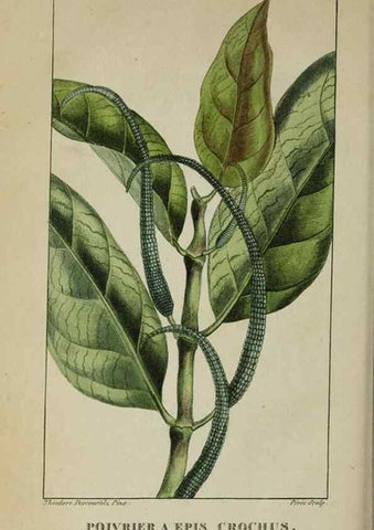 Reproducción/Reproduction 47169888461: Flore pittoresque et médicale des Antilles, ou, Histoire naturelle des plantes usuelles des colonies françaises, anglaises, espagnoles, et portugaises /. Paris :Ches l'Editeur,1833.. 