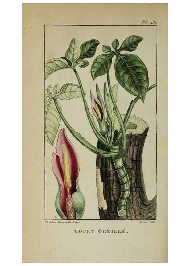 Reproducción/Reproduction 46255770915: Flore pittoresque et médicale des Antilles, ou, Histoire naturelle des plantes usuelles des colonies françaises, anglaises, espagnoles, et portugaises /. Paris :Ches l'Editeur,1833.. 