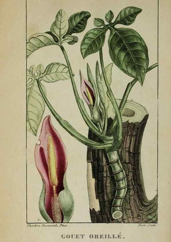 Reproducción/Reproduction 46255770915: Flore pittoresque et médicale des Antilles, ou, Histoire naturelle des plantes usuelles des colonies françaises, anglaises, espagnoles, et portugaises /. Paris :Ches l'Editeur,1833.. 