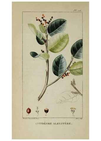 Reproducción/Reproduction 33294640738: Flore pittoresque et médicale des Antilles, ou, Histoire naturelle des plantes usuelles des colonies françaises, anglaises, espagnoles, et portugaises /. Paris :Ches l'Editeur,1833.. 