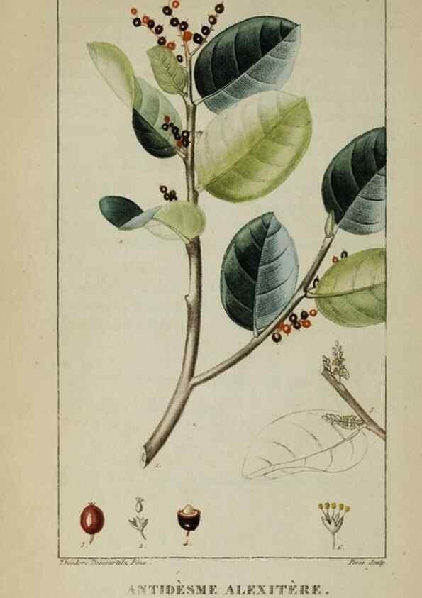 Reproducción/Reproduction 33294640738: Flore pittoresque et médicale des Antilles, ou, Histoire naturelle des plantes usuelles des colonies françaises, anglaises, espagnoles, et portugaises /. Paris :Ches l'Editeur,1833.. 