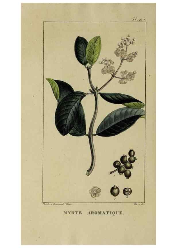 Reproducción/Reproduction 32228023657: Flore pittoresque et médicale des Antilles, ou, Histoire naturelle des plantes usuelles des colonies françaises, anglaises, espagnoles, et portugaises /. Paris :Ches l'Editeur,1833.. 