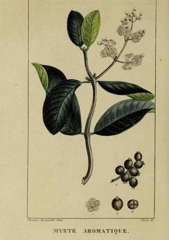 Reproducción/Reproduction 32228023657: Flore pittoresque et médicale des Antilles, ou, Histoire naturelle des plantes usuelles des colonies françaises, anglaises, espagnoles, et portugaises /. Paris :Ches l'Editeur,1833.. 