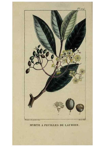 Reproducción/Reproduction 33294638208: Flore pittoresque et médicale des Antilles, ou, Histoire naturelle des plantes usuelles des colonies françaises, anglaises, espagnoles, et portugaises /. Paris :Ches l'Editeur,1833.. 